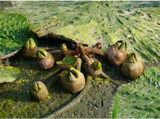 【不忘初心】新货野生芡实 鸡头米芡实米250克包邮 无臭味