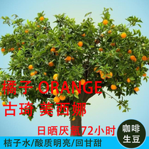 2021 Annual Season of Orange Orange Orange Guji Mesina Daily Anaerobic 72 Hours Coffee Raw Beans