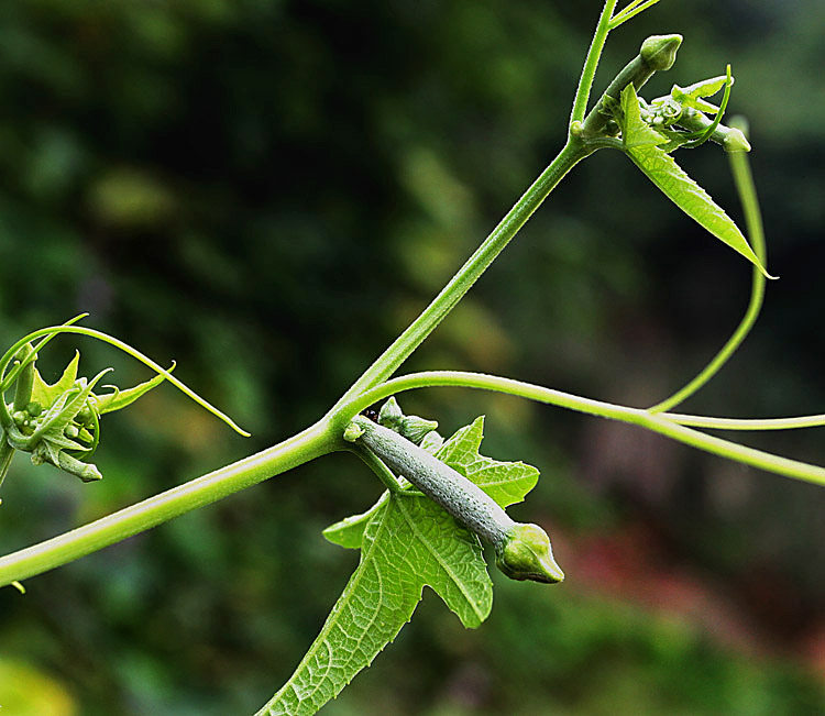 山镇农家特产自产自销新鲜晒干 丝瓜藤 丝瓜蔓 丝瓜茎 丝瓜叶泡茶