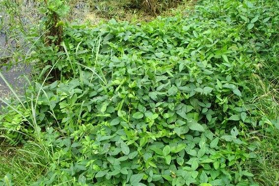 山镇特产野大豆藤野大豆野毛豆野毛豆藤野毛豆 野黄豆 野毛扁旦藤