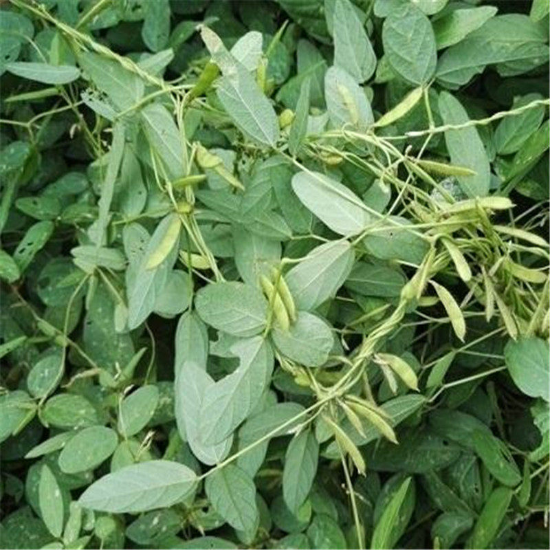 山镇特产野大豆藤野大豆野毛豆野毛豆藤野毛豆 野黄豆 野毛扁旦藤