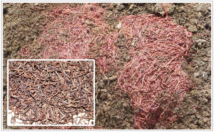 华清源蚯蚓粉 纯蚯蚓粉 钓鱼专用鱼饵