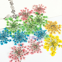 Lace flower snow bead flower natural plant specimen embossed dried flower drop glue mobile phone case DIY dried flower material 12