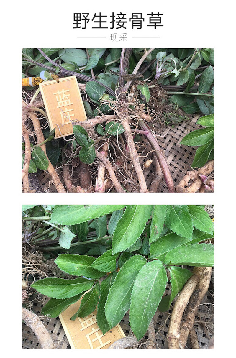 接骨草根接骨木根500克野生新鲜八棱麻八里麻走马风前陆英活筋条