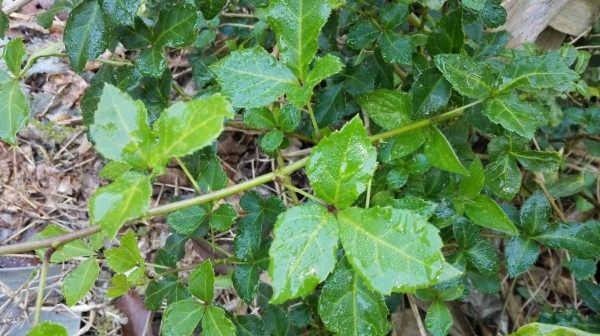 500新鲜白簕根白刺根三叶五加刺三加苦刺根三加皮(发顺丰快递)