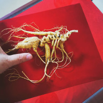 Tsizhen Ginseng ginseng Changbai Mountain ginseng 40-60 Old Mountain ginseng First-hand The Source Goods