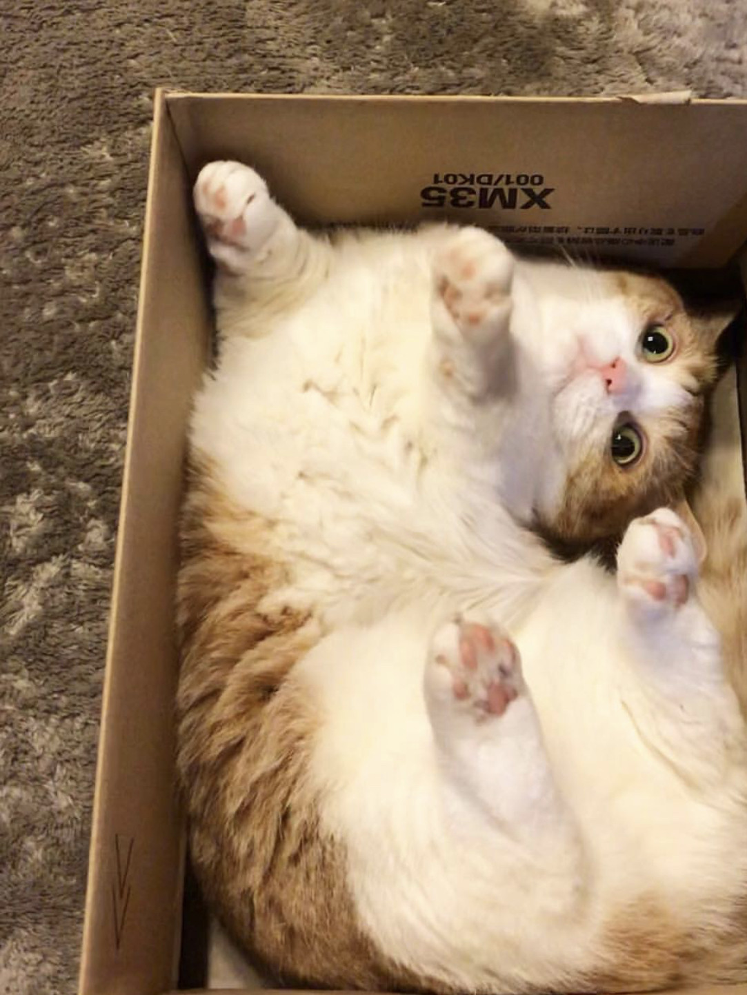 滋益巅峰主食湿粮组合装全猫罐头