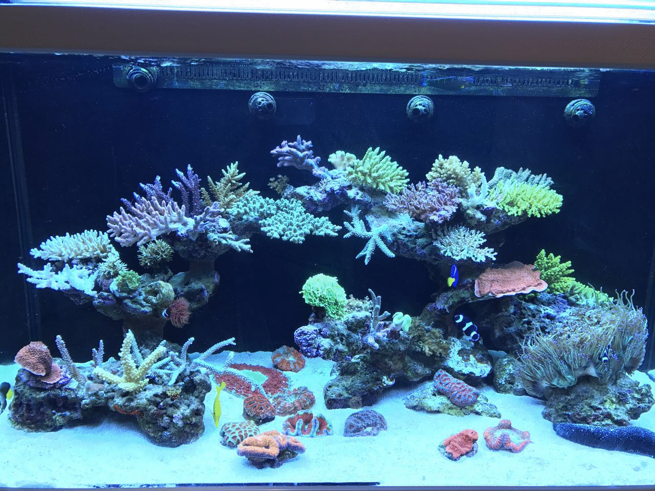 专业海水鱼缸水族箱造景装饰套餐高钙活石珊瑚海缸自选标准配置