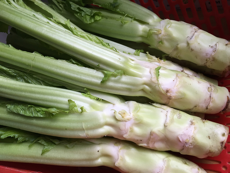 四川特产 新鲜蔬菜棒棒菜棒青笋芥菜笋子芥青菜头脑壳菜 5斤包邮