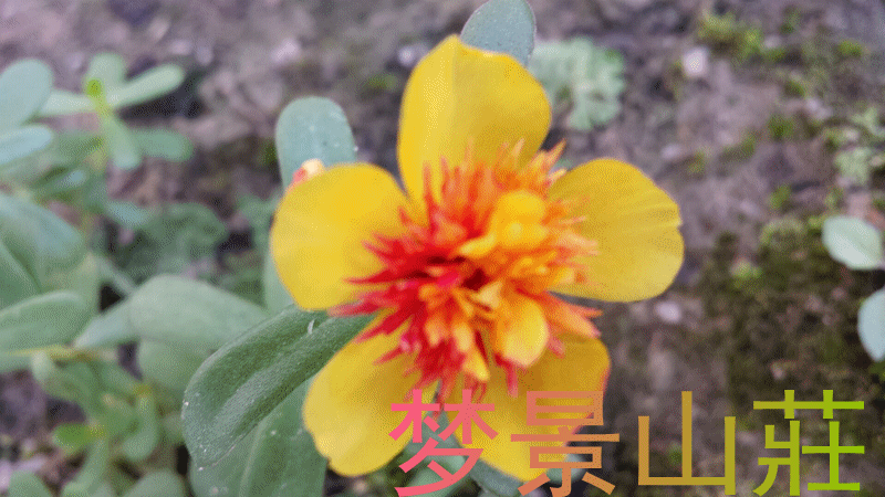 壁纸 花 桌面 800_450 gif 动态图 动图