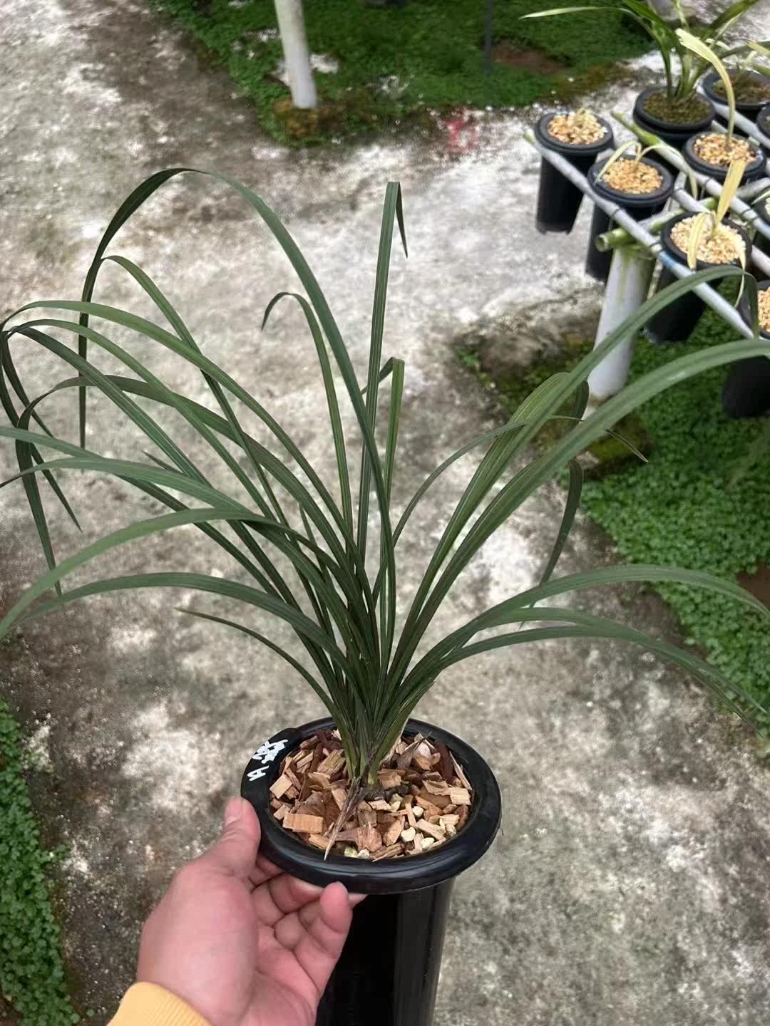 精品兰花蕙兰红舌红素～夕颜～花期带浓香花苞室内花卉促销包邮