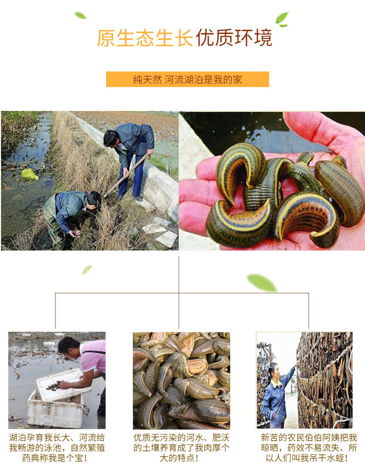 清水水蛭100克水蛭整条吊干金线生水蛭中药材干水蛭可帮磨粉蚂蟥