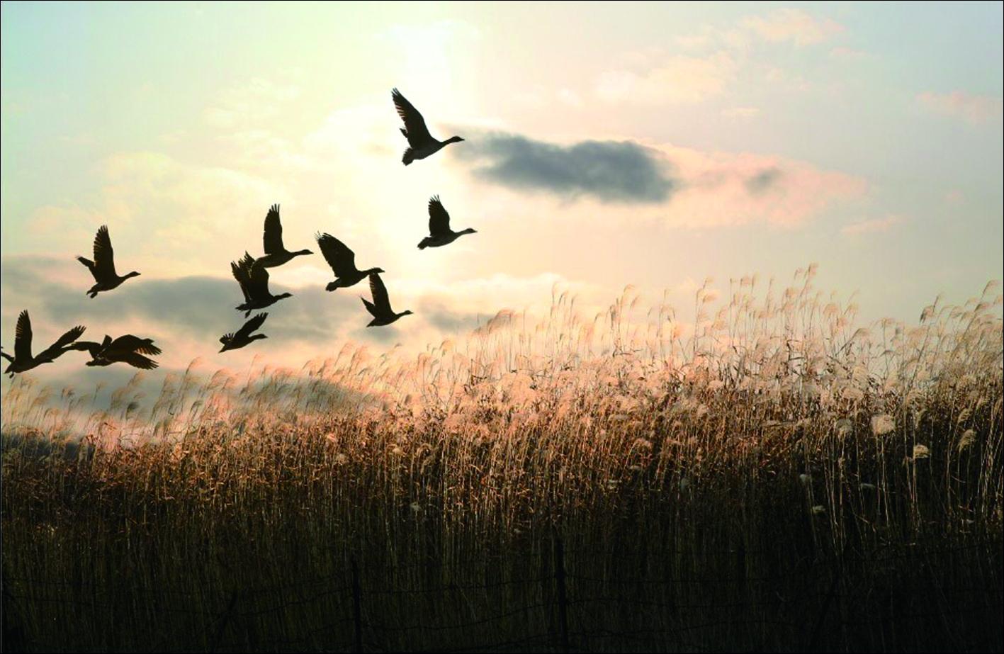 唯有家乡的味道,才能够激起漂泊游子的乡愁 !