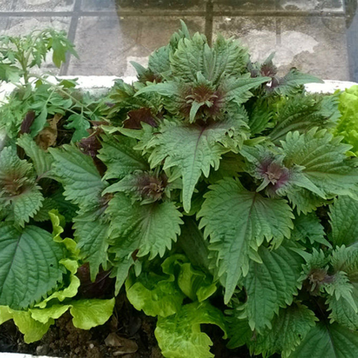 紫叶苏皱叶紫苏种子蔬菜种子春季播蔬菜种子庭院阳台盆栽花卉种子