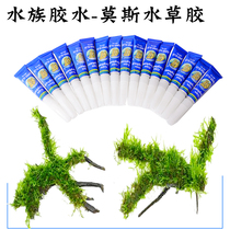 Moss glue grass cylinder mucus moss build view water family glue sea water cylinder coral stone head sink wood fixed view glue
