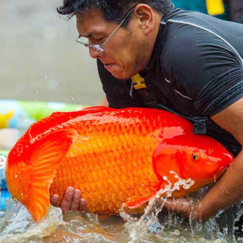进口日本纯种锦鲤红色火鲤风水招财宠物冷水大小型观赏鱼活体包活