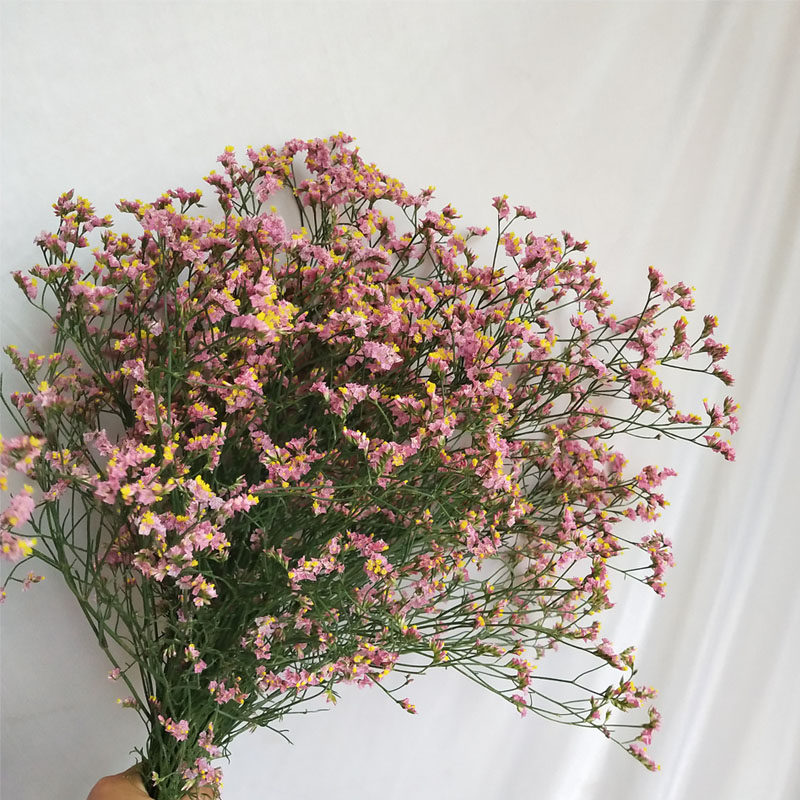 买一斤送一斤云南斗南干花基地直销促销干花花束生日礼品