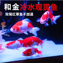 Japan and gold sloth fish cold water fish fresh water ornamental fish goldfish good fish fish easy to live feng shui fish living alloy fish