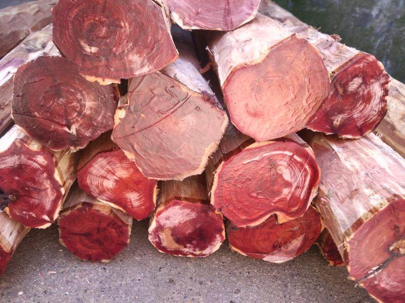 红柏木料血柏料红木料枕头 佛珠手串料弓板笔筒料 手把件香红柏木