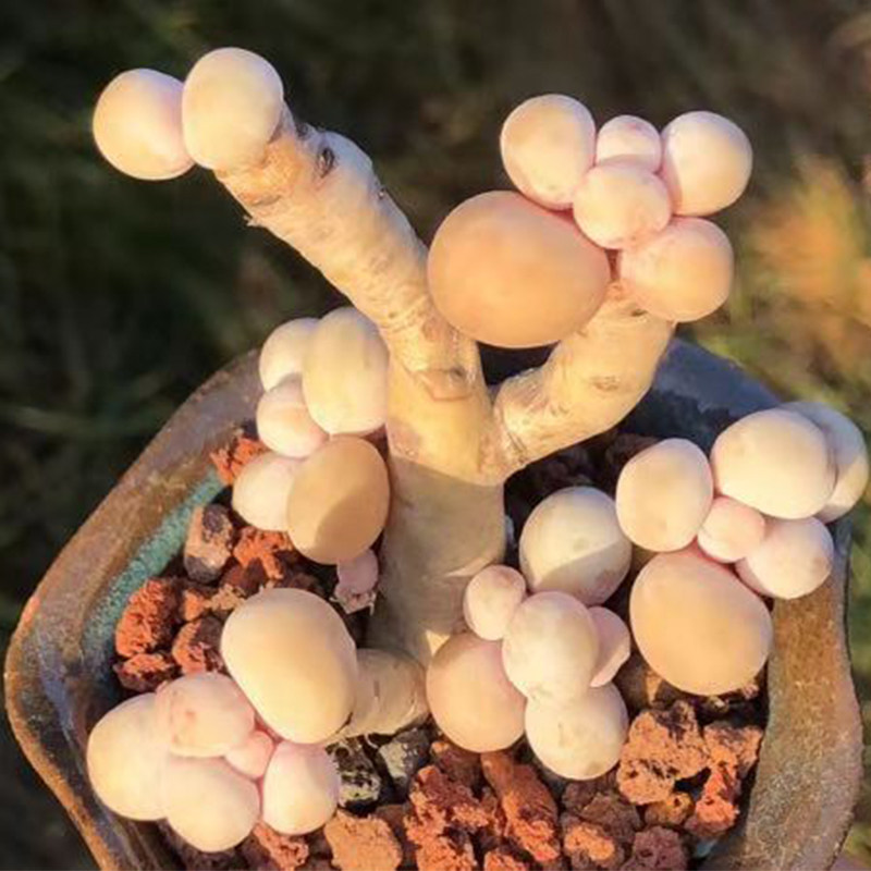 水光针原始奶酪烟美人蛋黄奶酪纯奶酪老桩多肉稀有多肉贵货多肉