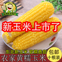 2021 Fresh sweet waxy yellow corn frozen sticky corn cob Heilongjiang is now picking yellow sticky Corn 10 non-vacuum
