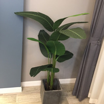 Nordic simulation plant potted tropical green plant turtle back leaf bamboo piano leaf Banyan bonsai indoor floor ornaments
