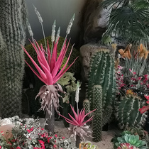Simulation of plant Nordic meat clothing shop cactus aloe vera large tropical living room balcony landing potted decoration