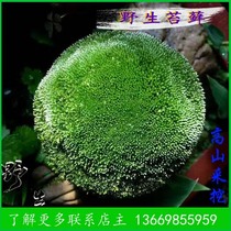 Wild fresh Moss micro landscape white hair Moss rockery potted mini plant 250g two servings