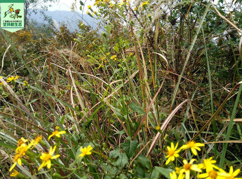 新鲜野生千里光 九里明 黄花母野菊花 癣疮 烧烫伤