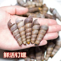 Chongqing live seafood conch live pointed conch conch seafood seafood aquatic conch live 500 grams