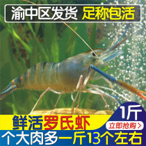 Fresh Roche shrimp 500g big head shrimp Roche marsh shrimp Freshwater shrimp live long arm marsh shrimp seafood Chongqing flash delivery