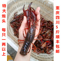 Extra large extra large two shrimp cannon head 1 kg Chongqing fresh crayfish more than one or two fresh water cultured live lobster