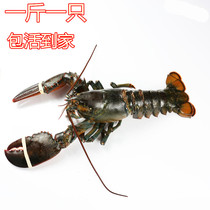 Chongqing Boston Great Lobster Live Lobster Special Polo Dragon Oolong Seafood Aquatic Live Live Lobster 500g