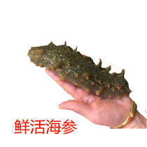 Live sea cucumbers Qingdao sea cucumber Living wild Spurs ginseng Ginseng Fresh Live Sea Cucumber Fresh Sea Cucumbers single Seafood Aquatic