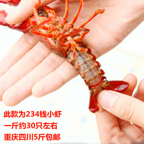 Chongqing Sichuan Qingshui Little Lobster Living with 234 Money Small Shrimp Hubei Submarine Living Shrimp Tail 5 Jin Shunfeng