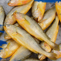 Small yellow flower fish 250g a seafood fresh ice fresh frozen sea fishing deep-sea aquatic fresh fish fresh