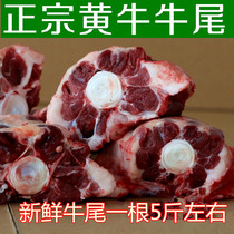Chongqing kills fresh scalper tail on the day Authentic scalper oxtail Fresh bovine tail bone oxtail beef steak