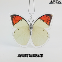 The birthday of the birthday of the Butterfly Specimen Insect Resin Paris Bifengqing Fengqing Butterfly Collection