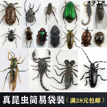 Insects butterfly specimen of insect specimen butterfly beetle beetle tabernacle teaching education photography props of the parasite is 28 yuan