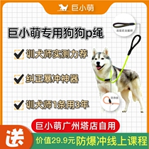 Giant little cute dog leash dog leash dog chain p chain p rope walking dog leash training explosion-proof kingji golden hairy medium dog large dog