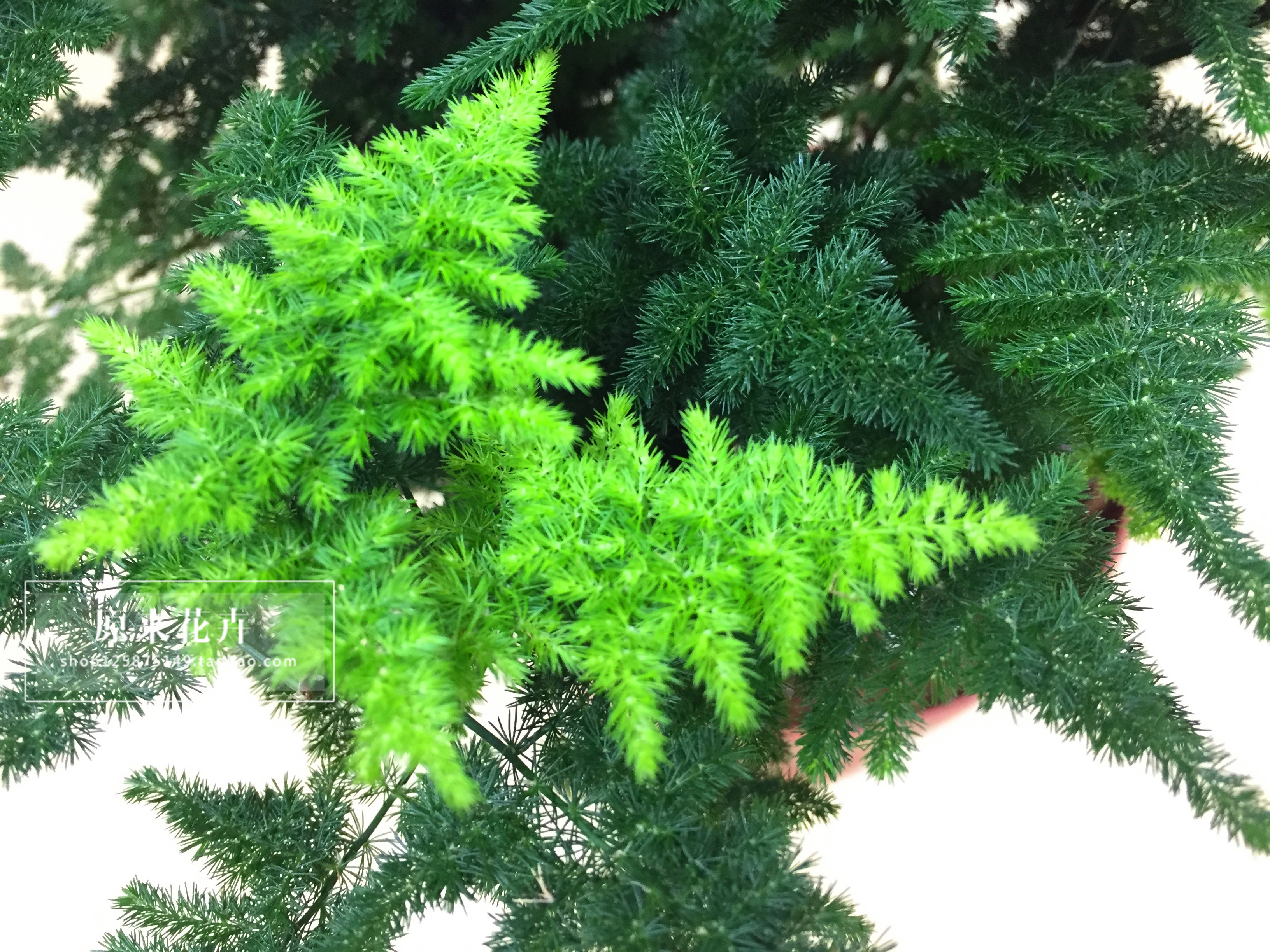 文竹盆栽唐山矮云竹盆景精品云松竹盆栽实拍选货夏季正常发货包邮