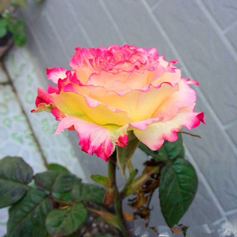 日月新品 莲花 灌木浓香切花月季 直立月季盆栽切花新品 勤花月季_不