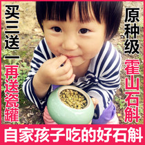 The source of dendrobium 4 years authentic original species imitation wild Huoshan Dendrobium maple bucket dendrobium can be attached to the gift box