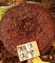 Wild super-large Ganoderma Lucidum Red Ganoderma Lucidum king diameter up to 1M Different specifications and prices are sold offline