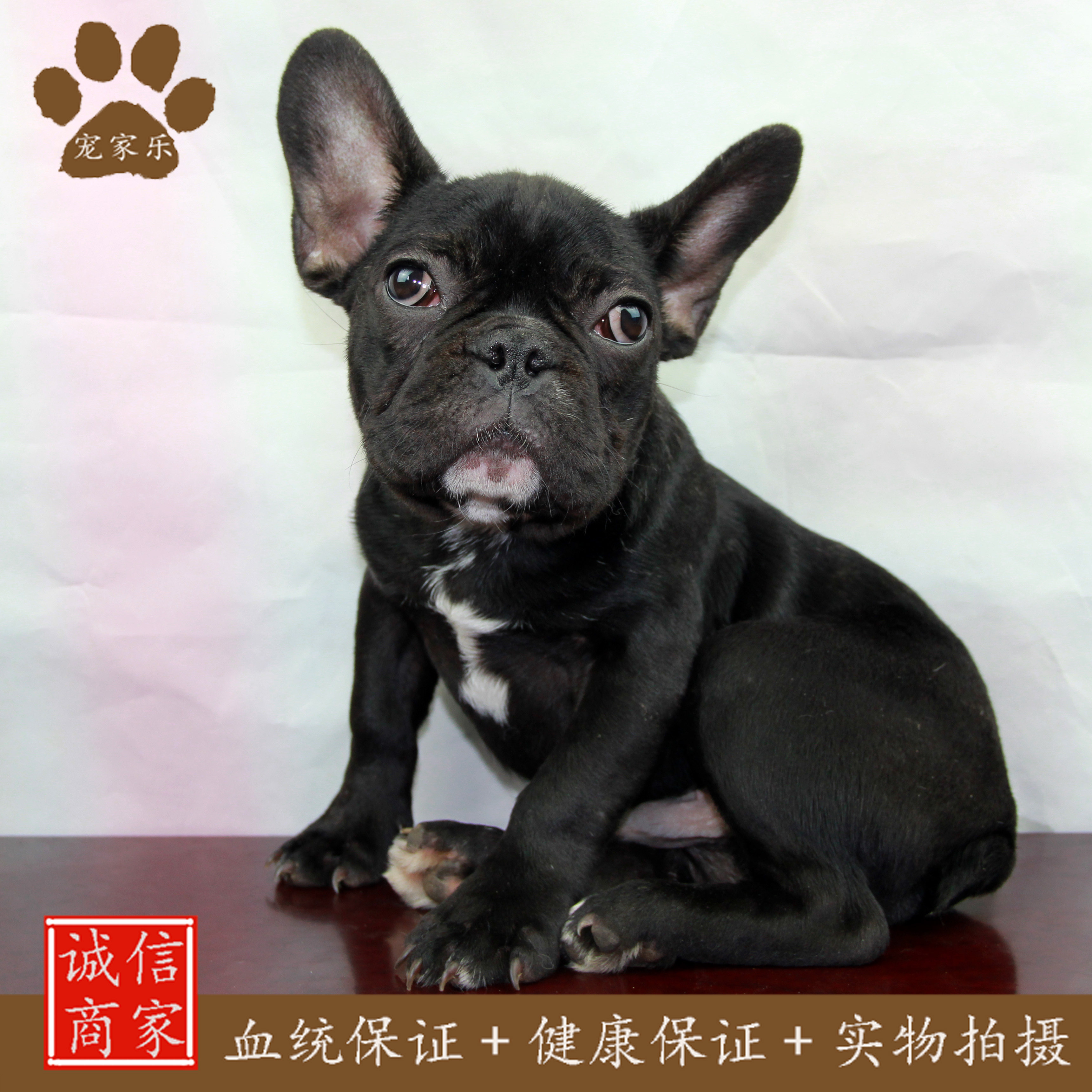 宠家乐家养纯种活体幼犬黑色法国斗牛士短毛中型犬家庭犬宠物狗狗