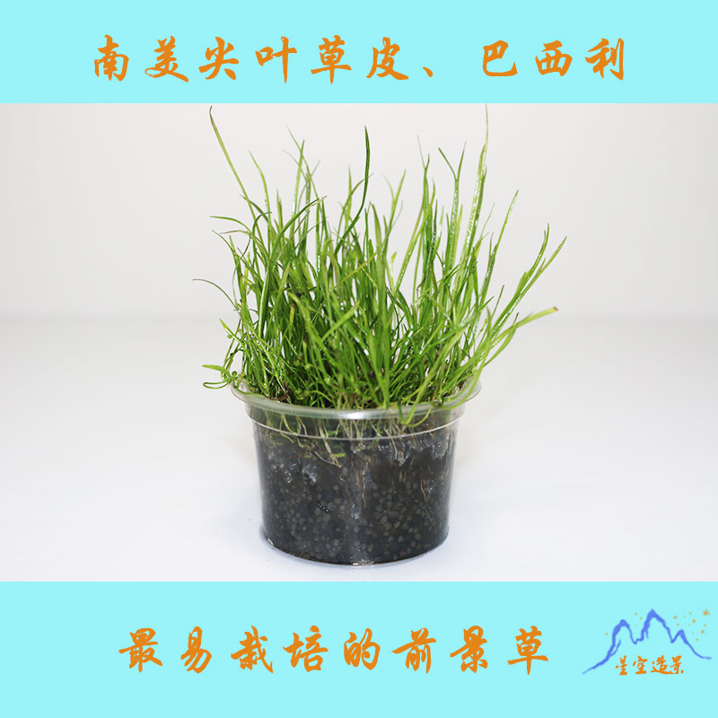 鱼缸造景真水草活体 南美尖叶草皮 巴西利草坪前景中景草布景装饰
