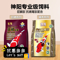 Shenyang Zangben giant scale enzyme bred into bright red body low water temperature three-color red and white koi fish food koi feed