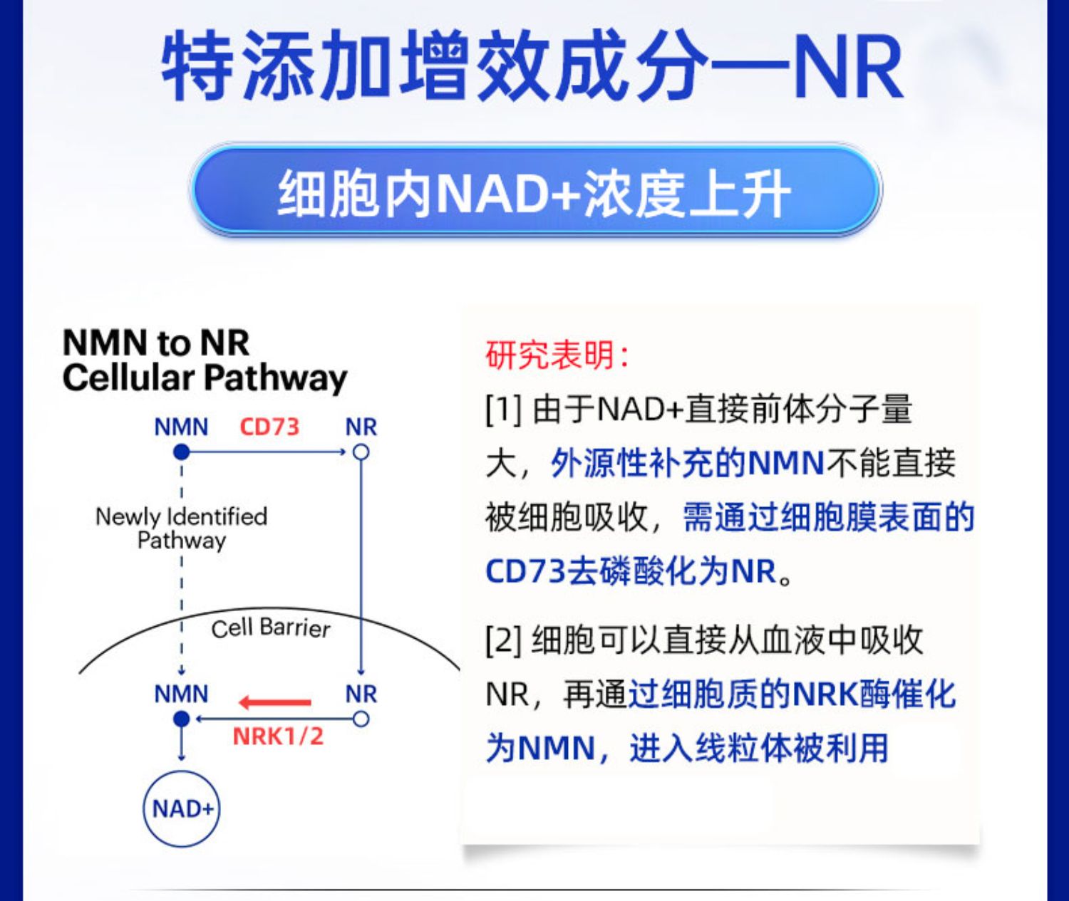 信心药业NAD补充剂nmnβ-烟酰胺单核苷酸NR