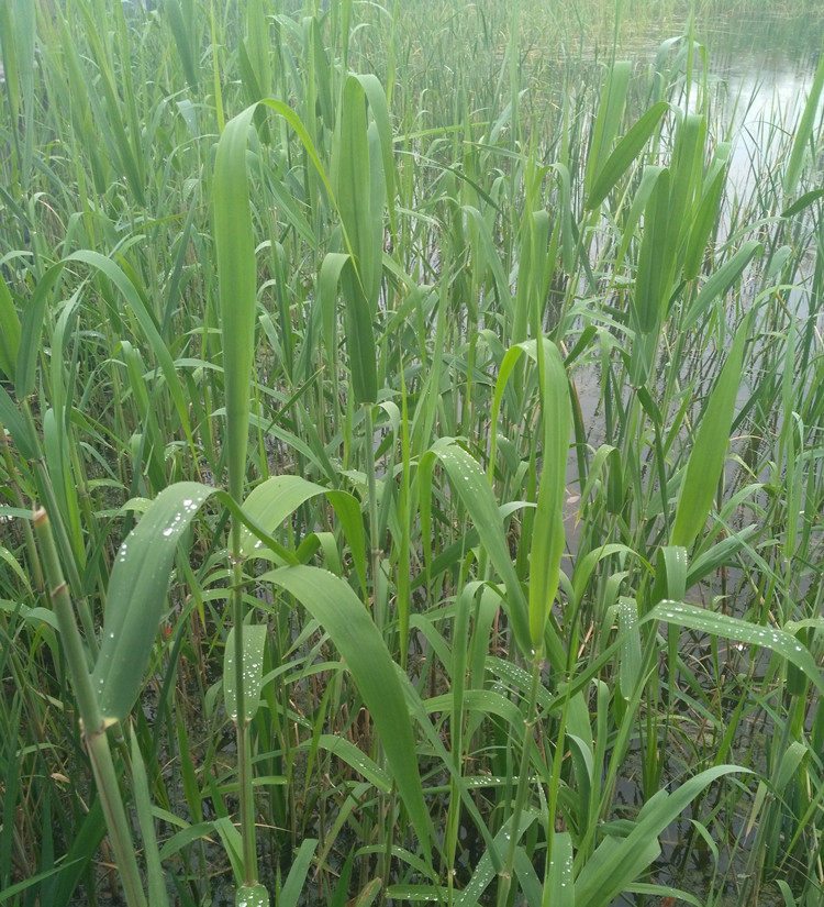 粽叶芦苇叶新鲜野生纯天然包粽子皮叶农家当天手工现摘200片免邮