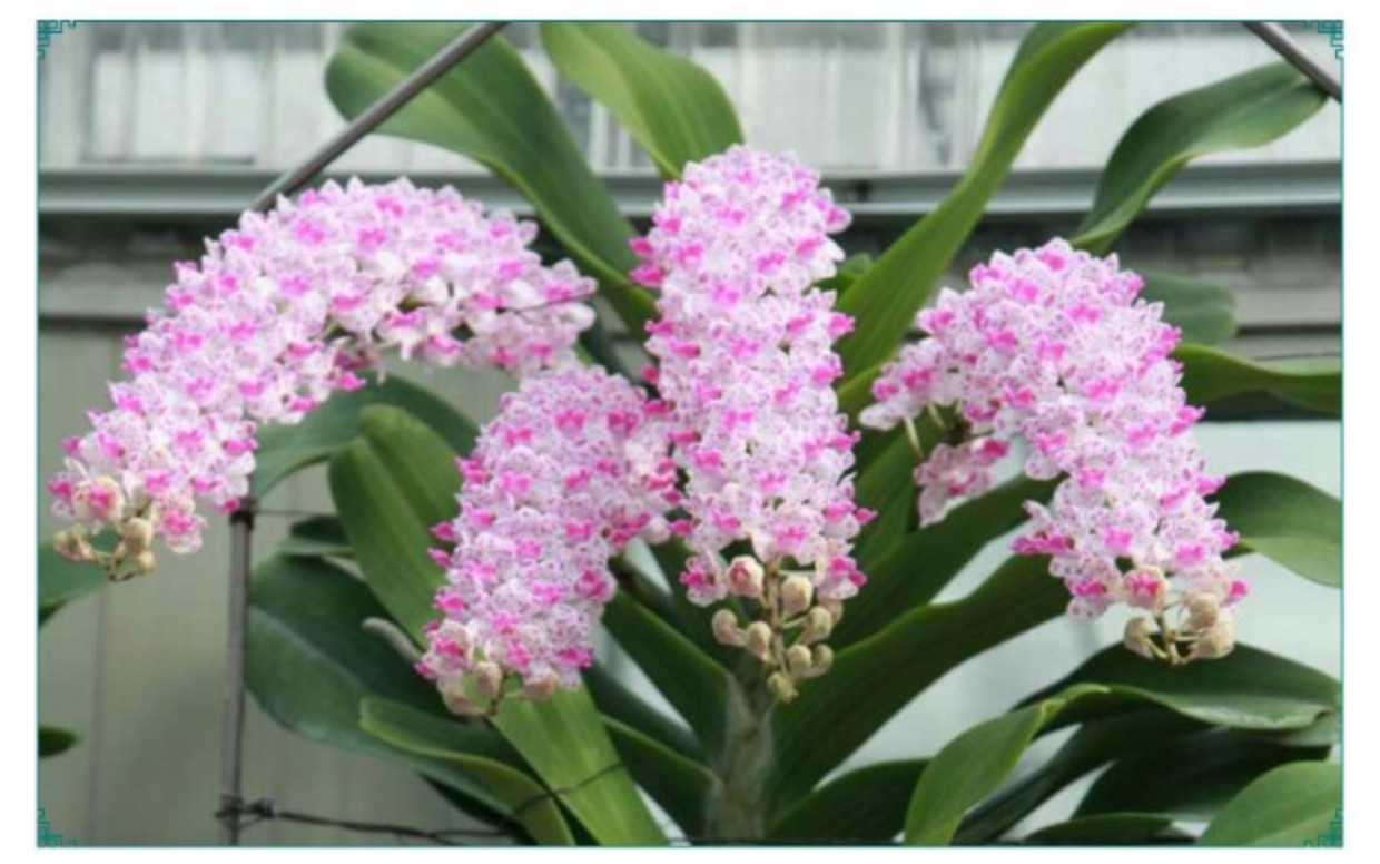 兰花苗洋兰安诺兰狐狸尾兰浓香好养花卉绿植盆栽室内阳台植物